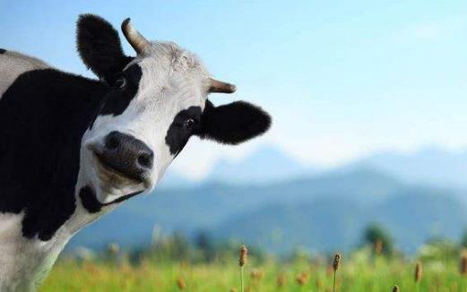 素食動物恐怖吃肉記 素食動物本質(zhì)太弱而吃不肉