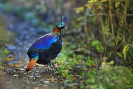 尼泊爾國鳥九色鳥棕尾虹雉 中國一級保護(hù)動物