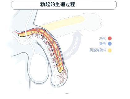 讓男人變硬的方法有哪些？ 哪五種方法使陰經(jīng)勃起？