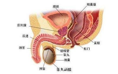 男性前列腺炎的癥狀,男性前列腺炎的癥狀和表現(xiàn)部位