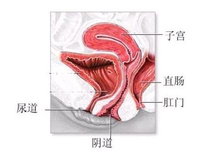 女孩的處女座膜在哪里？女性處女膜破裂有什么作用？