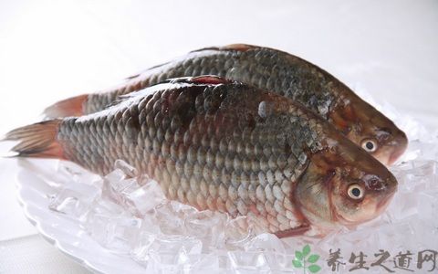 鯽魚的營養(yǎng)價(jià)值鯽魚的營養(yǎng)價(jià)值及功效