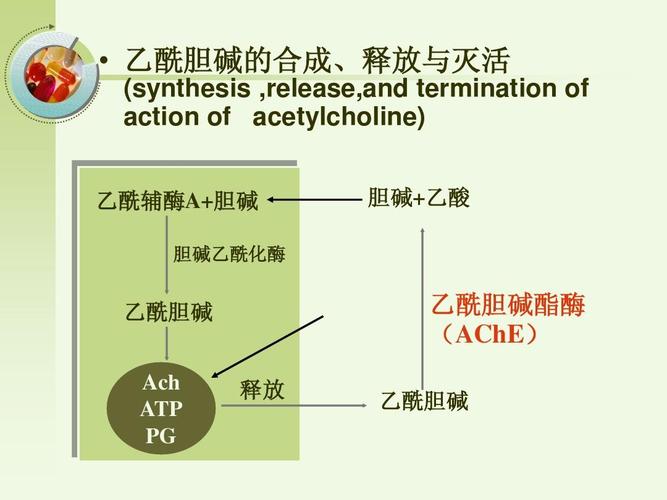 乙酰膽堿的作用機制乙酰膽堿酯酶