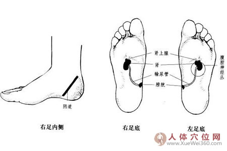 輸尿管、膀胱、尿道反射區(qū)