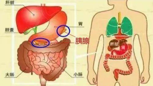 胰腺炎是什么癥狀？哪個(gè)位置痛(胰腺炎的癥狀有哪些禁食)