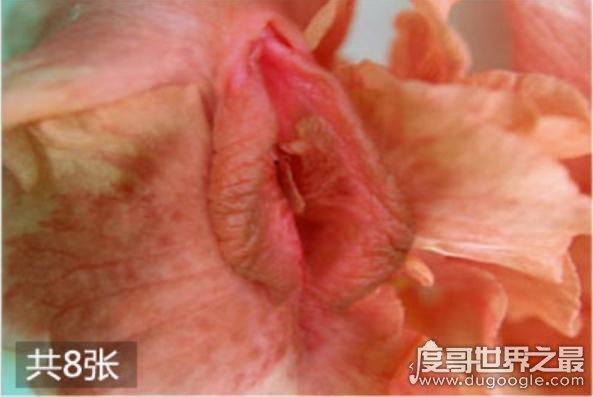 女性私處有哪些種類？女性私處一般有六種類型