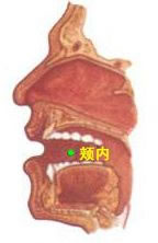 頰里穴（頰內(nèi)穴）