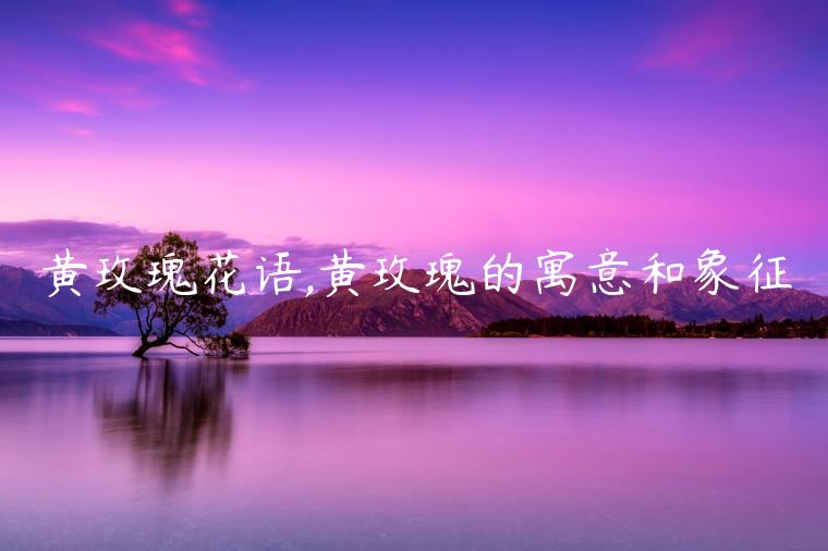 黃玫瑰花語(yǔ),黃玫瑰的寓意和象征