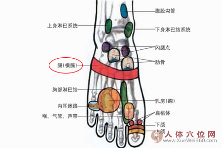 腳背的橫膈膜反射區(qū)