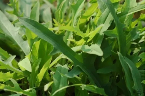 野苦麻菜的功效與副作用_野苦麻菜的功效與副作用圖片