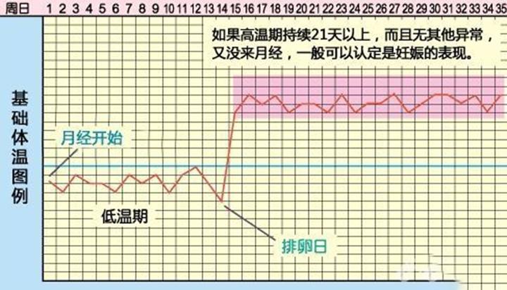 排卵期有什么癥狀表現(xiàn)懷孕的最初征兆1-14天