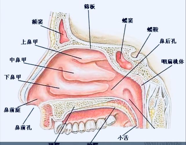 鼻的作用鼻的作用與用途有哪些