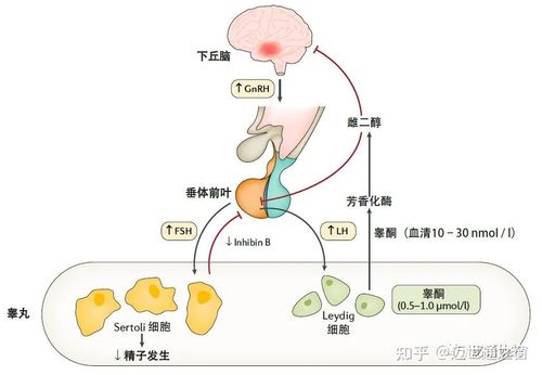 gnrh治療的副作用(gnrha治療的副作用)