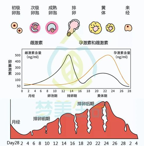 試管生長激素的副作用-試管生長激素的副作用大嗎