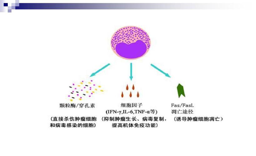 cik細胞療法副作用,cik細胞輸注療法