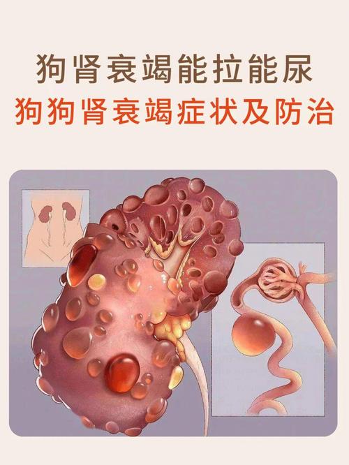 腎衰竭癥狀-狗狗急性腎衰竭癥狀