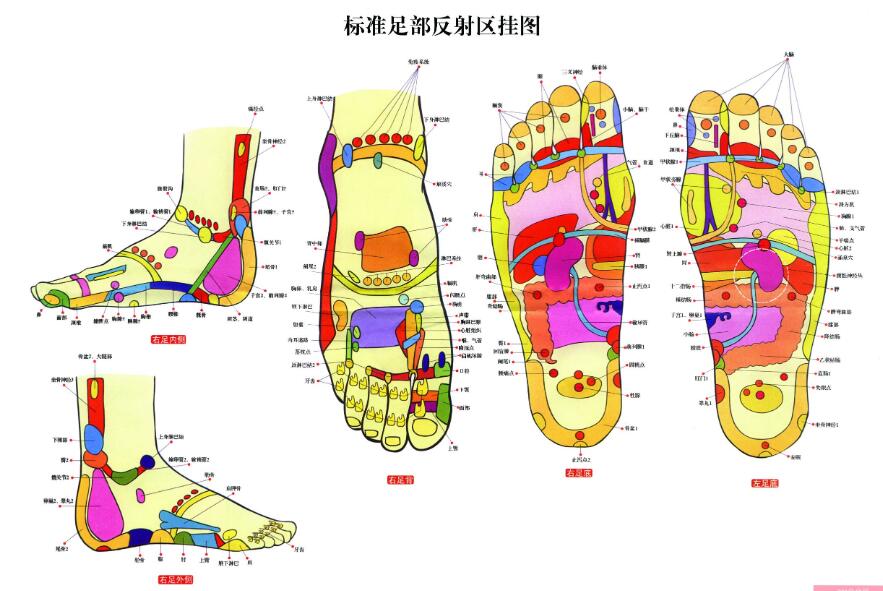 腳底穴位圖：腳底對(duì)應(yīng)的器官圖