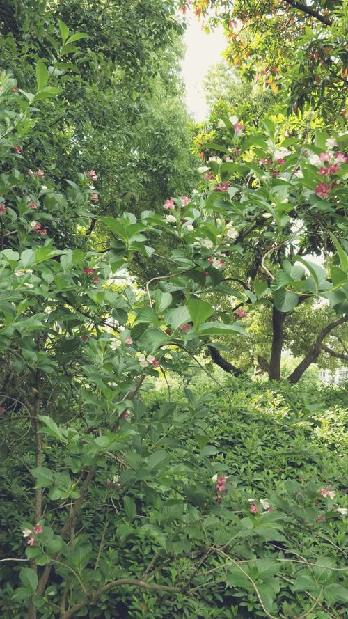 花草美景，心靈的療愈