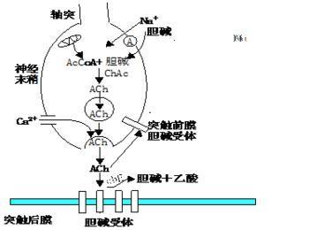 乙酰膽堿的作用機制乙酰膽堿酯酶