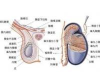 鞘膜積液癥狀_腱鞘膜積液癥狀