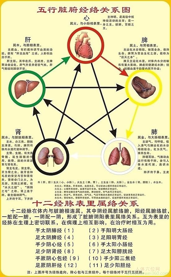 五行臟腑經(jīng)絡(luò)關(guān)系圖