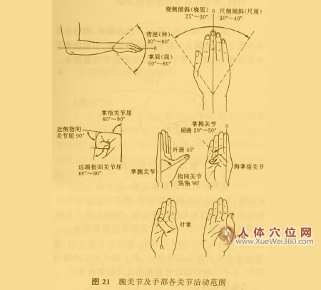 腕關(guān)節(jié)及手部各關(guān)節(jié)活動(dòng)度檢查