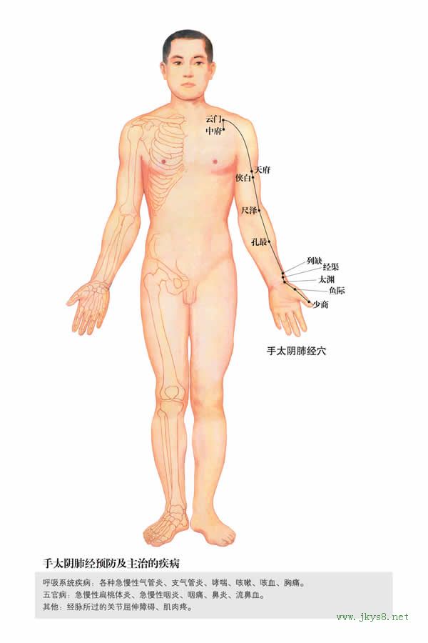 手太陰肺經(jīng)-人體經(jīng)絡(luò)圖 flash動畫講解