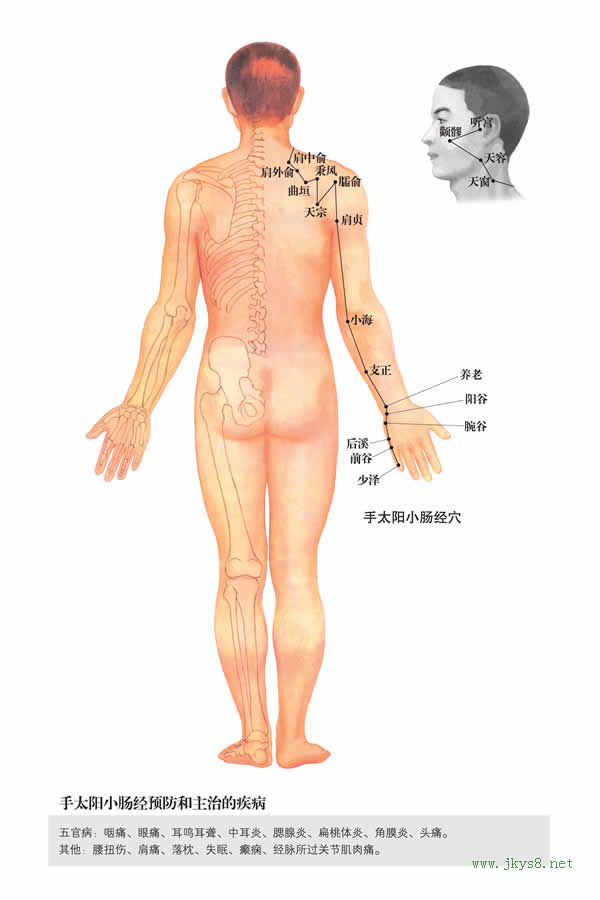 手太陽小腸經(jīng)-人體經(jīng)絡(luò)圖 flash動畫講解