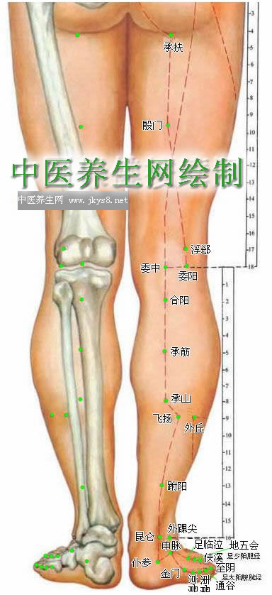 下肢背面穴位圖-人體穴位圖大全-按身體部位查詢(圖文)