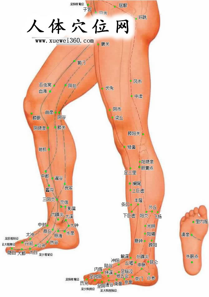 下肢外側(cè)穴位圖-人體穴位圖大全-按身體部位查詢(圖文)