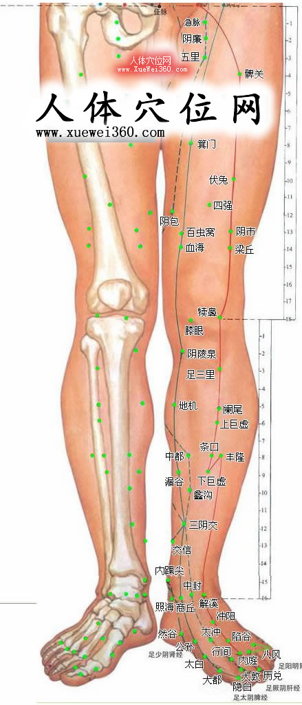 下肢內側穴位圖