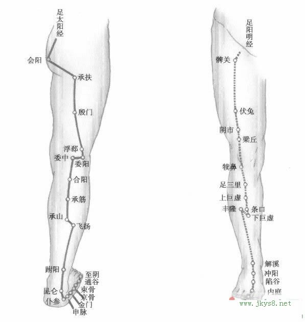下肢經(jīng)絡圖
