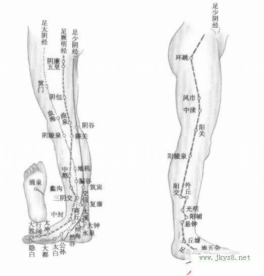 下肢經(jīng)絡圖