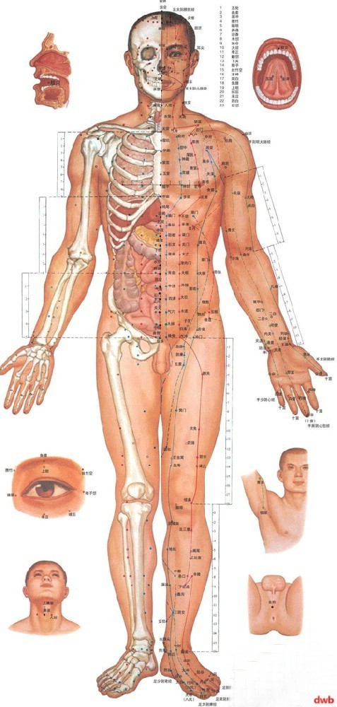 人體全身經(jīng)絡(luò)圖