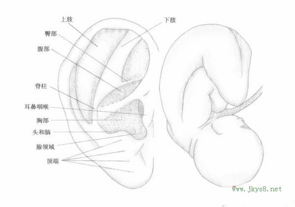 耳穴分布規(guī)律圖