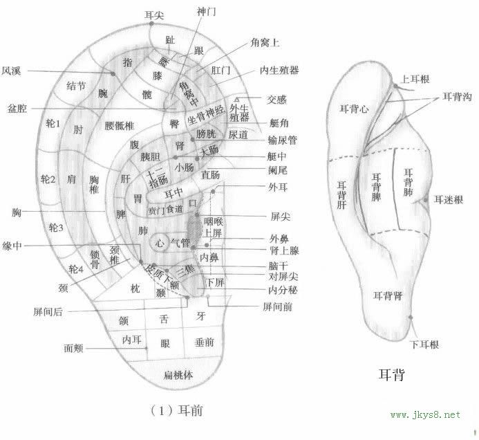 耳穴