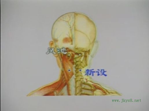 新設(shè)穴位置圖-人體穴位查詢