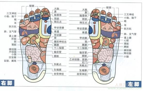 雙足反射區(qū)圖