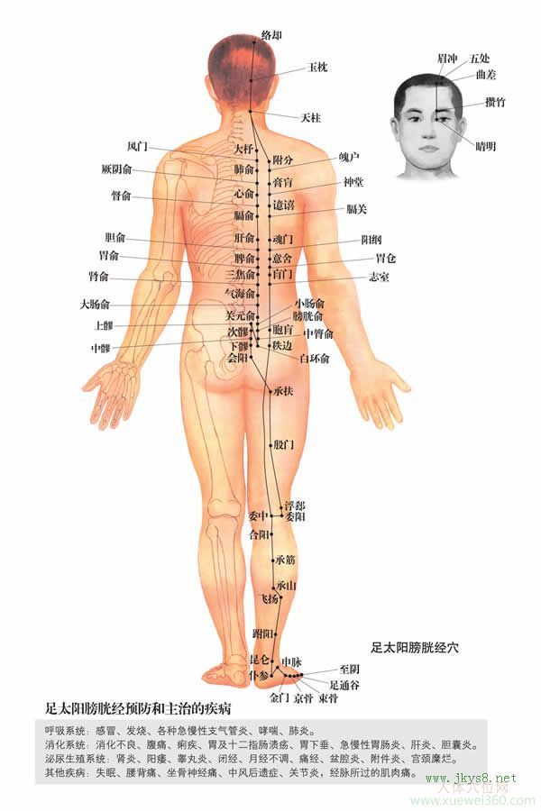 委中穴：膀胱經(jīng)(圖文)