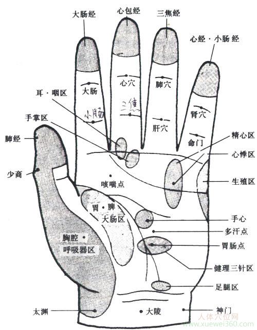 手掌經(jīng)絡(luò)圖