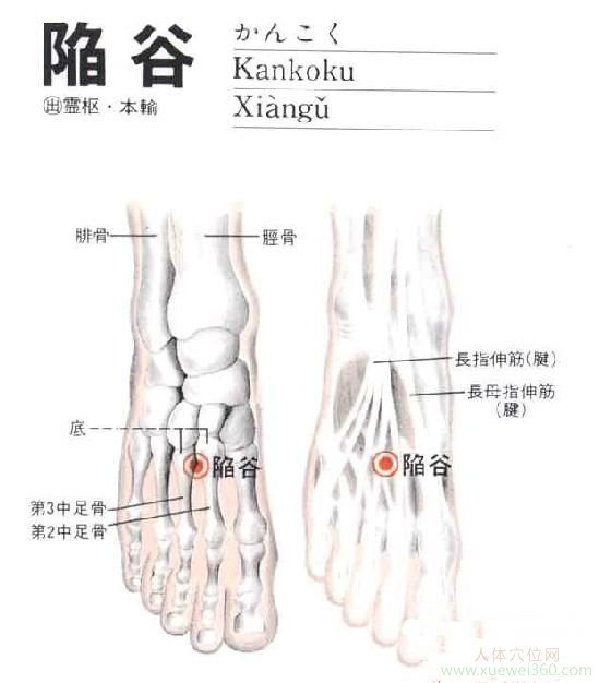 陷谷穴：胃經(jīng)(圖文)