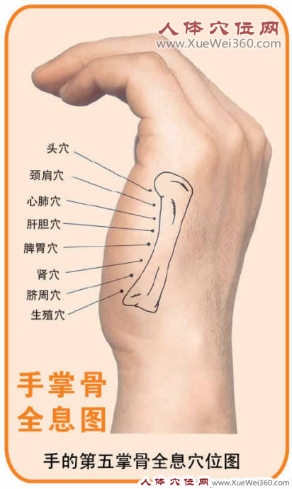 手的第五掌骨全息穴位圖