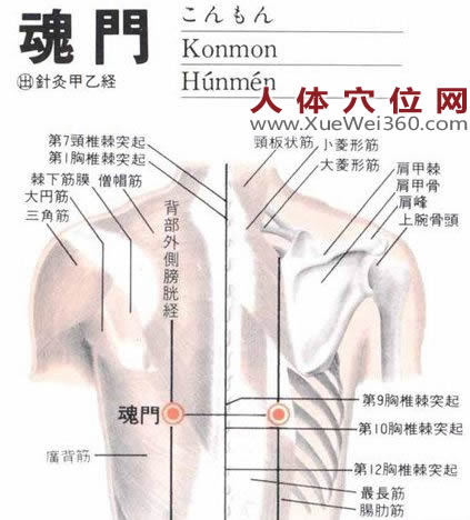 魂門穴的準(zhǔn)確位置圖