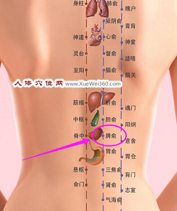脾俞穴位的作用