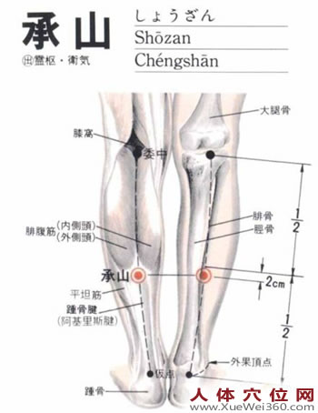 承山穴生理解剖圖