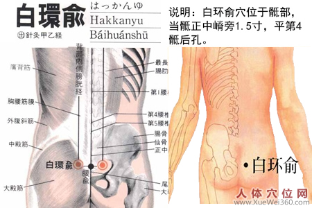 白環(huán)俞穴的準(zhǔn)確位置圖