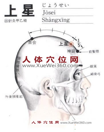 上星穴位的位置剖析圖