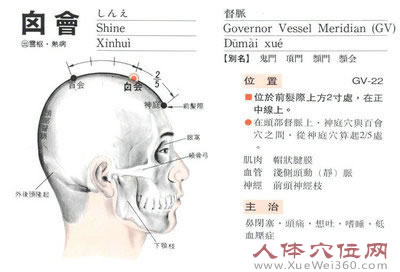 囟會穴解剖圖