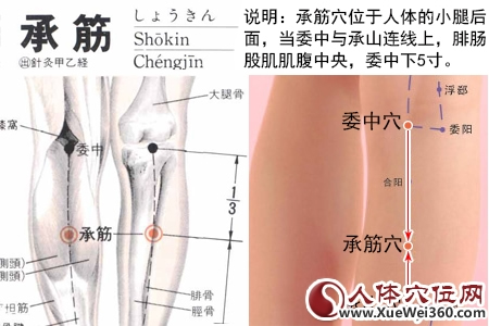 承筋穴的準(zhǔn)確位置圖