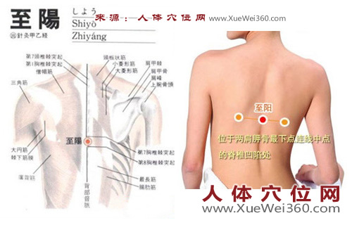 至陽穴的準確位置圖